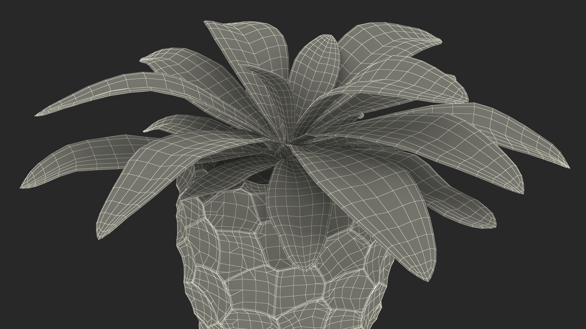Cordyline Glauca in Modern Flower Pot 3D