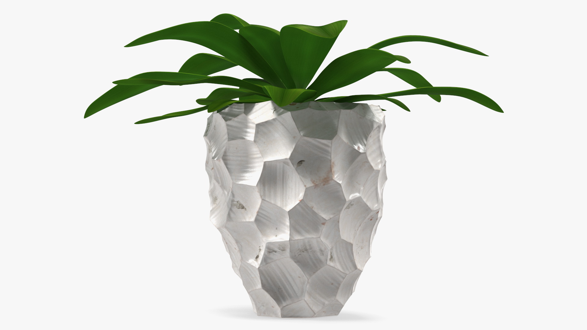 Cordyline Glauca in Modern Flower Pot 3D