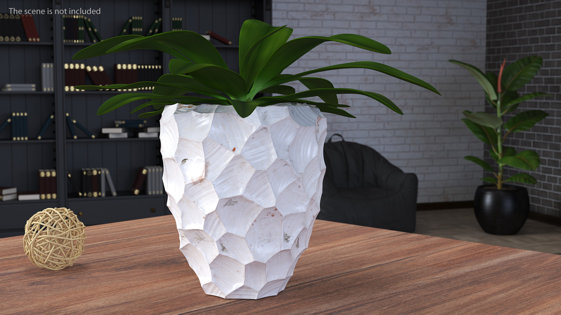 Cordyline Glauca in Modern Flower Pot 3D