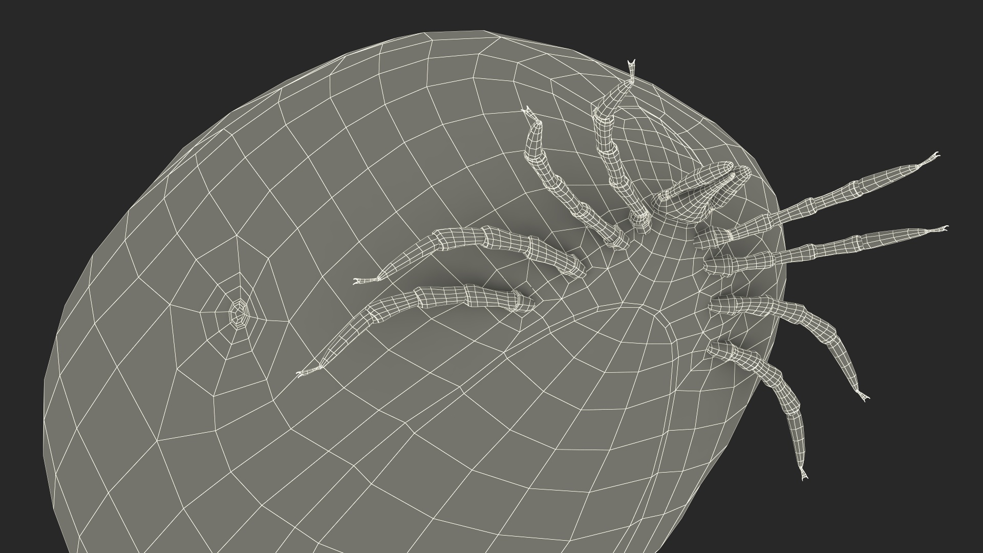 3D Distended Tick Rigged