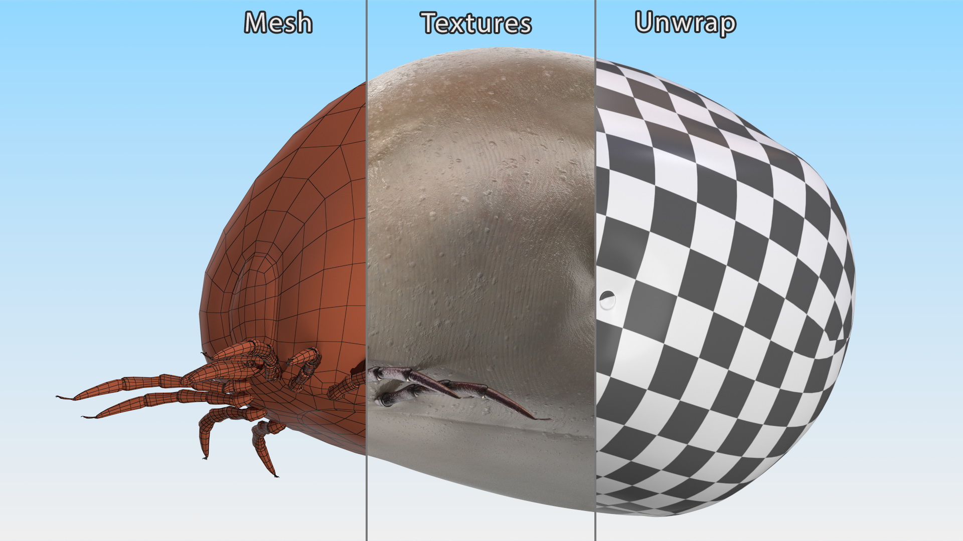 3D Distended Tick Rigged