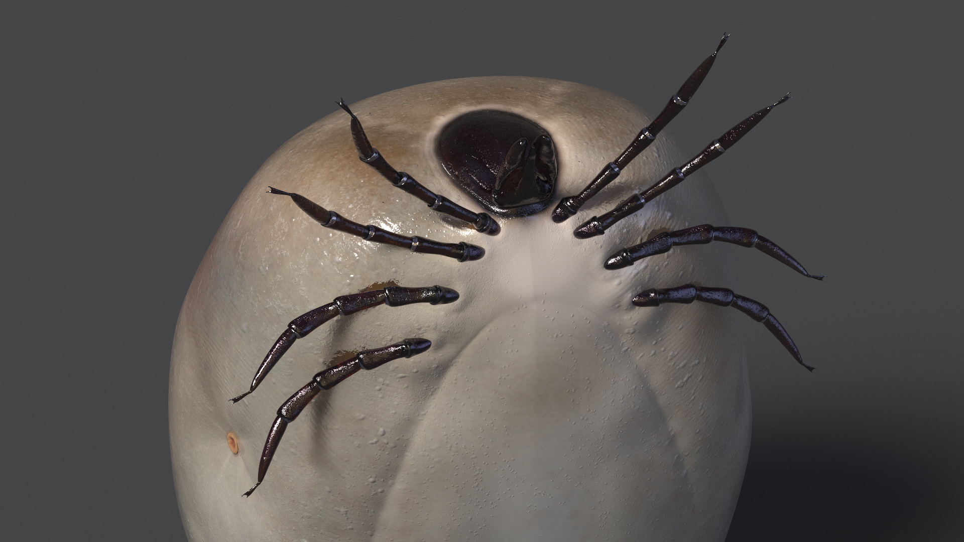 3D Distended Tick Rigged