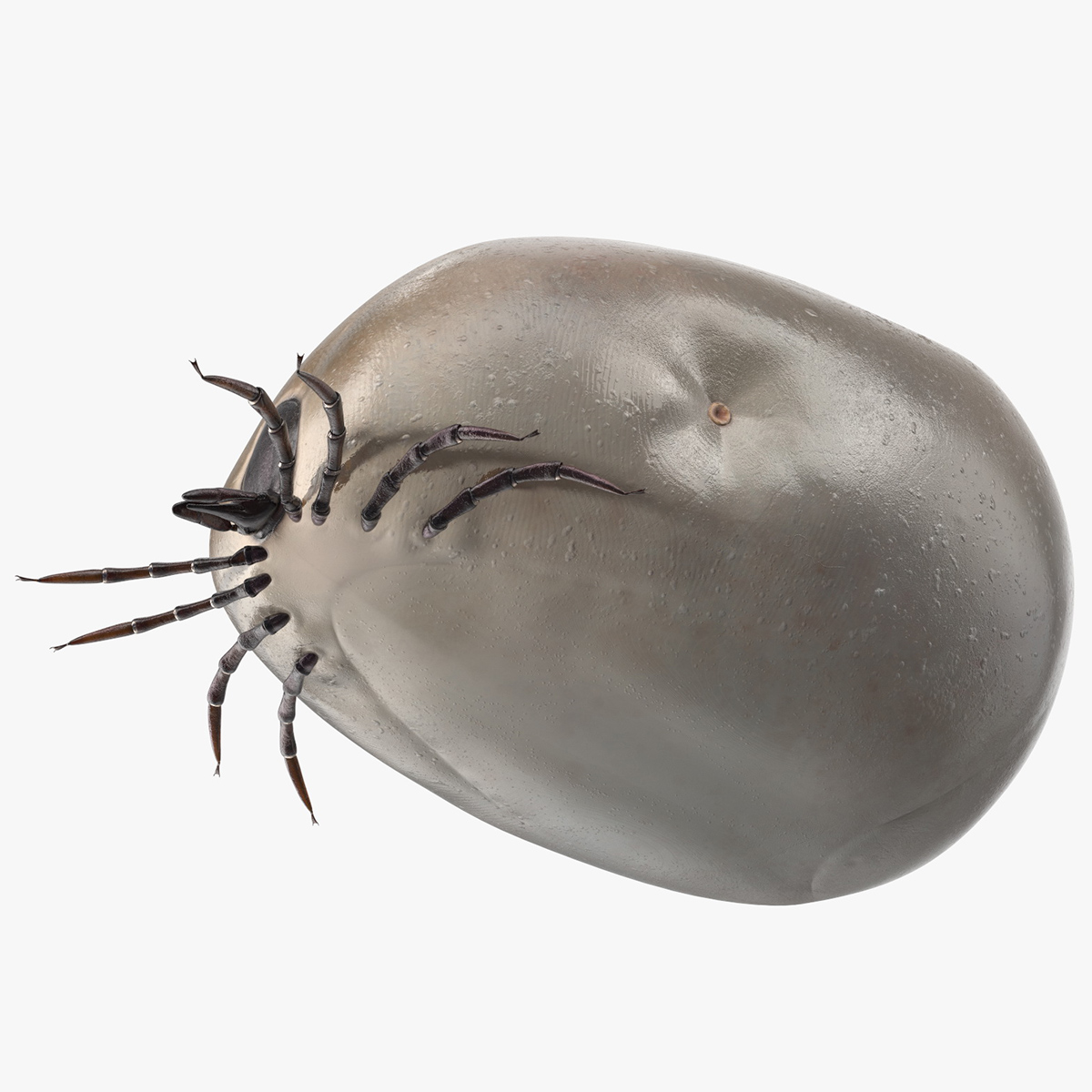3D Distended Tick Rigged