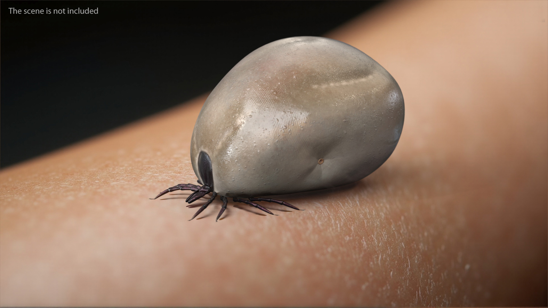 3D Distended Tick Rigged