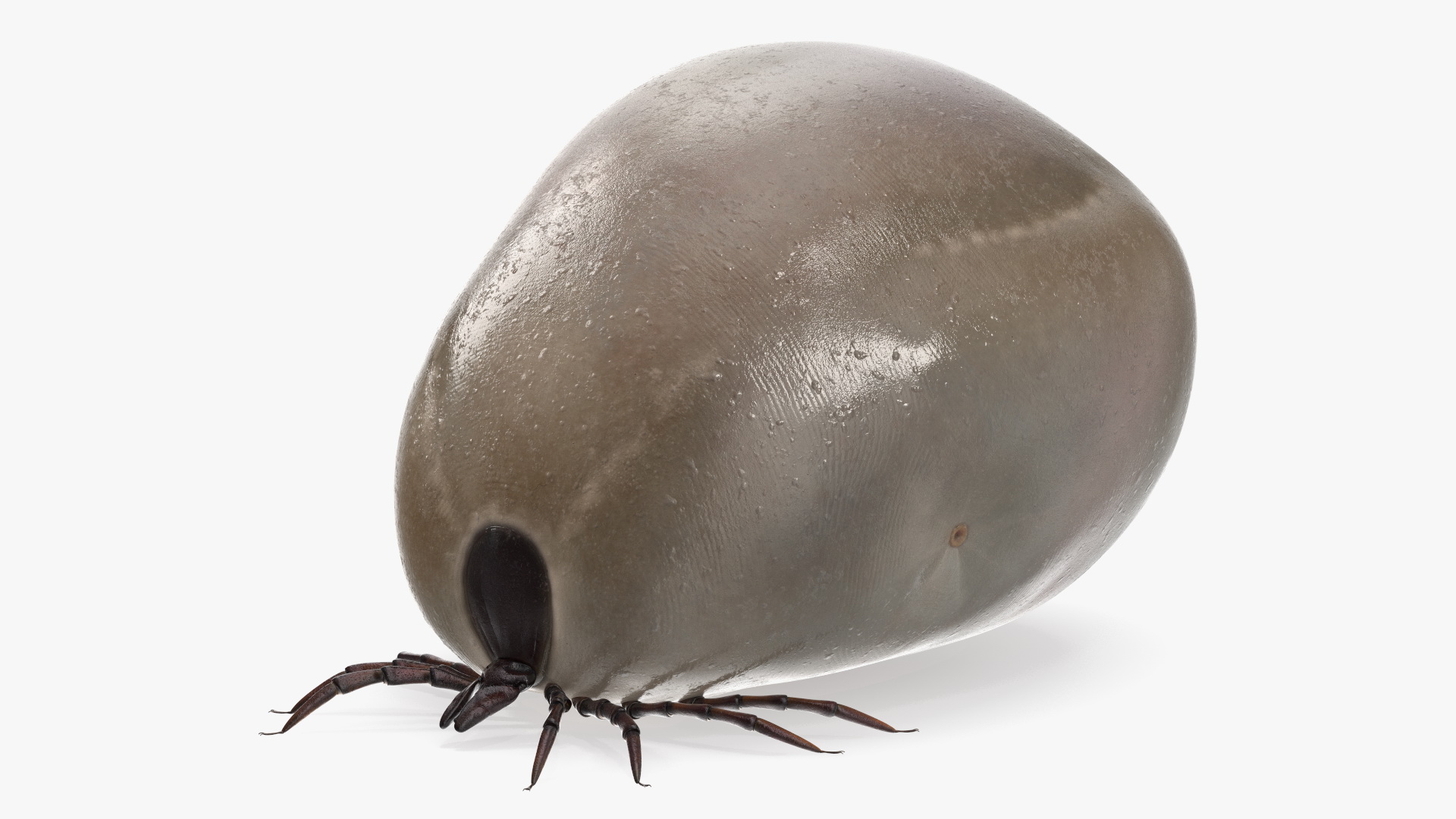 3D Distended Tick Rigged
