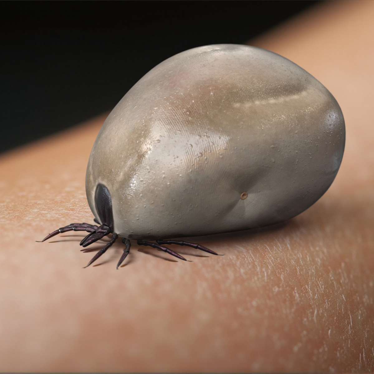3D Distended Tick Rigged