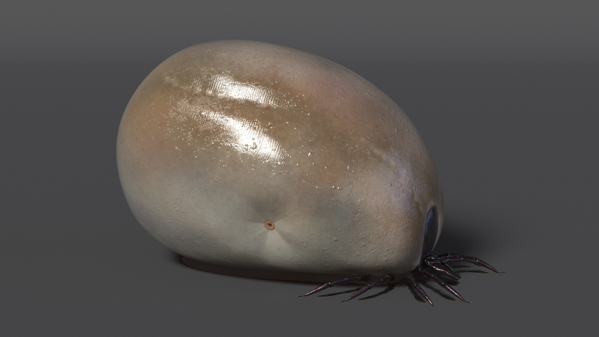 3D Distended Tick Rigged