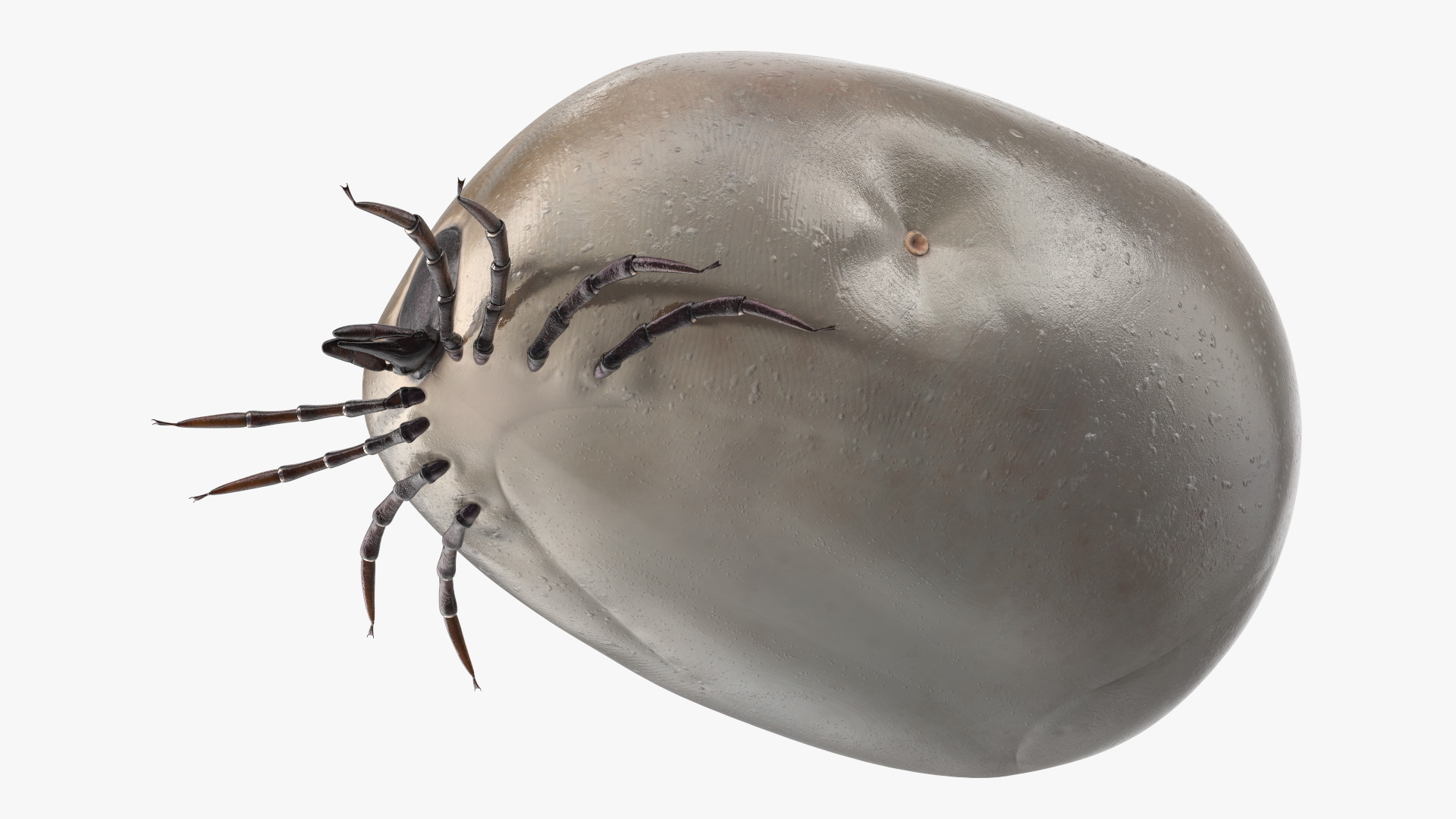 3D Distended Tick Rigged