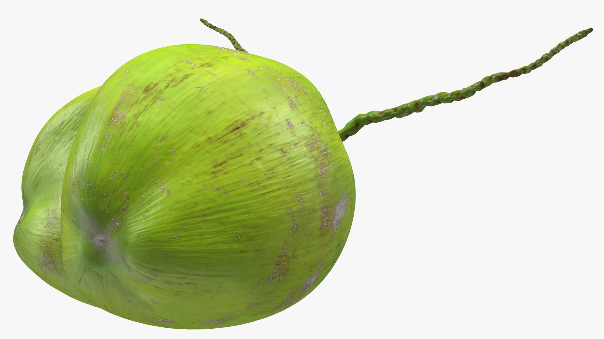 Two Fresh Green Coconuts 3D model