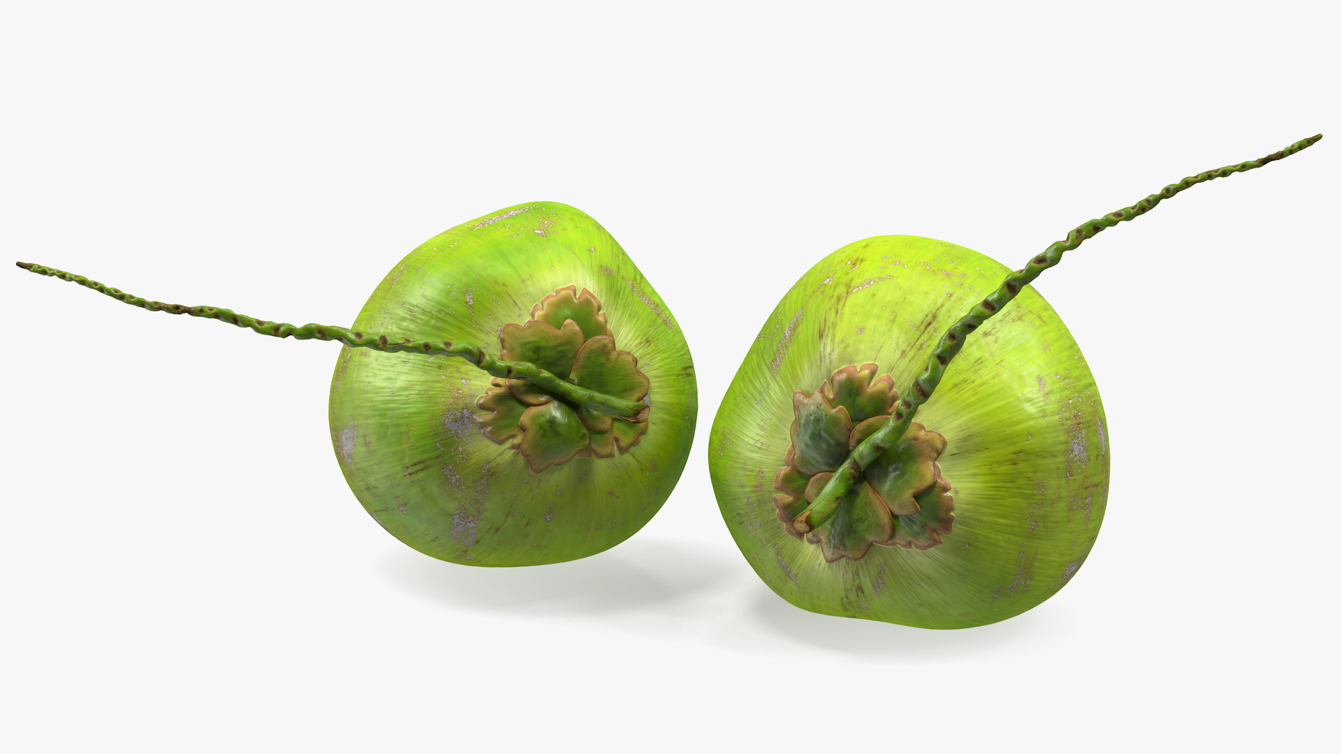 Two Fresh Green Coconuts 3D model