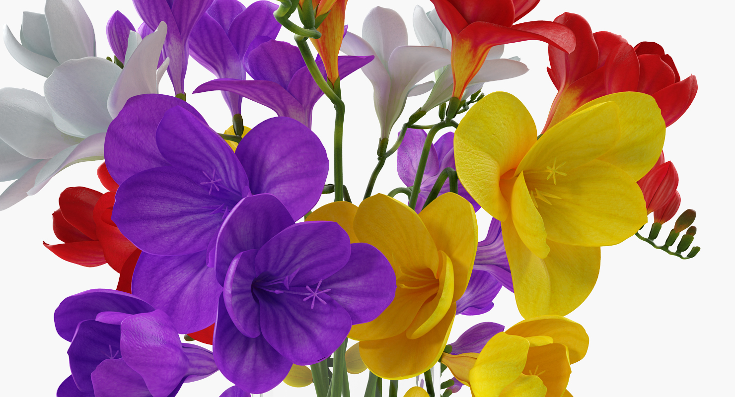 3D Freesia Flowers Bouquet in Vase