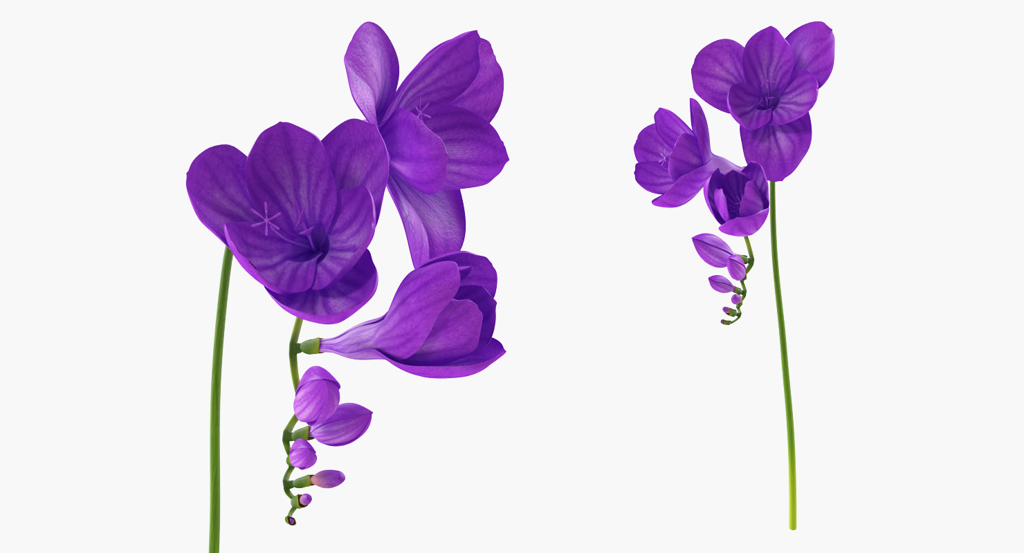 3D Freesia Flowers Bouquet in Vase