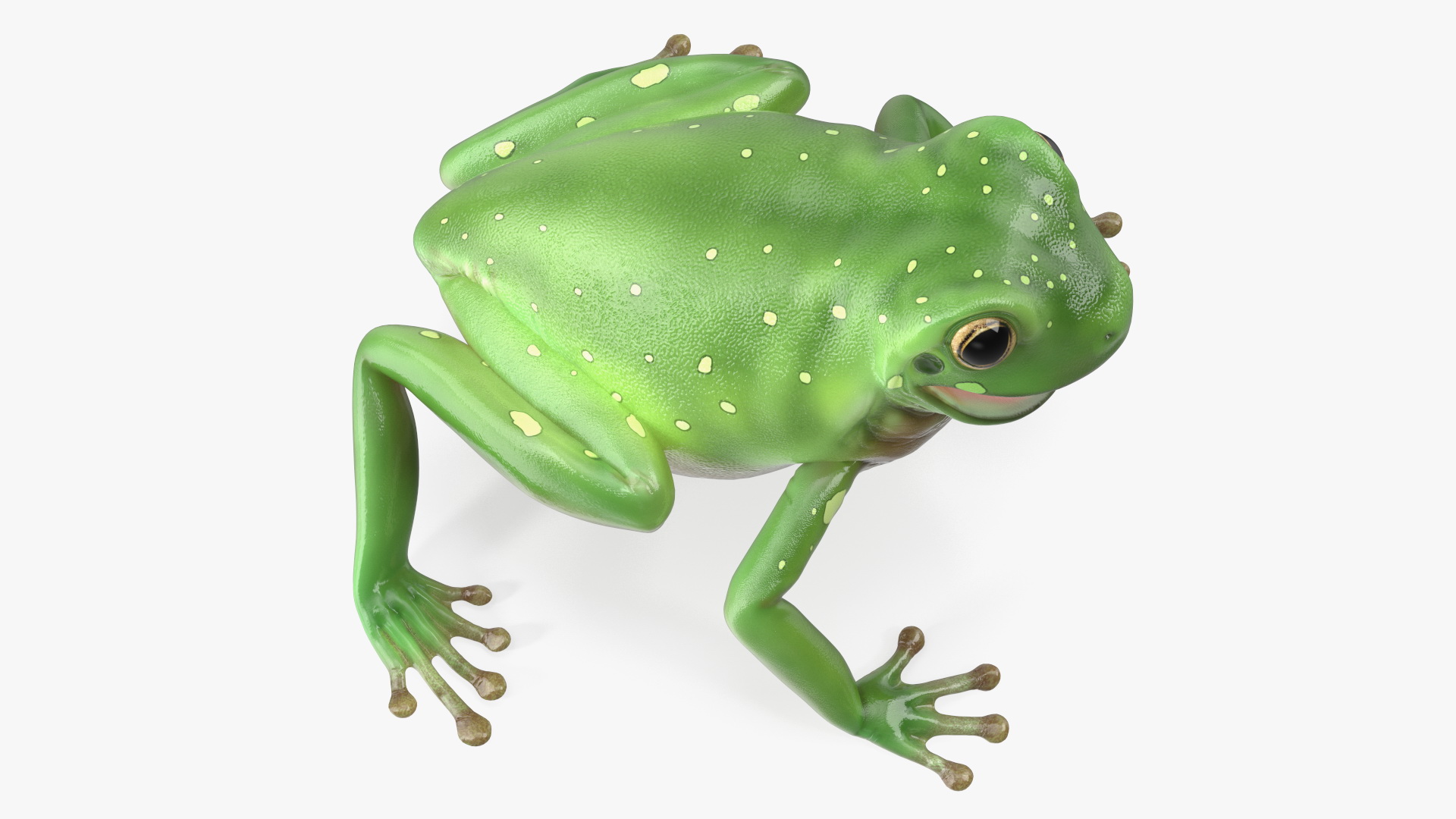 Realistic Tree Frog 3D model