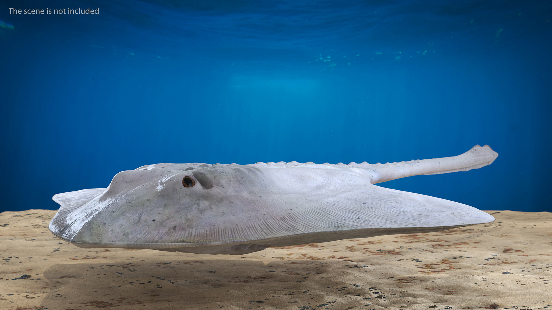 3D model Bathyraja Lindbergi White