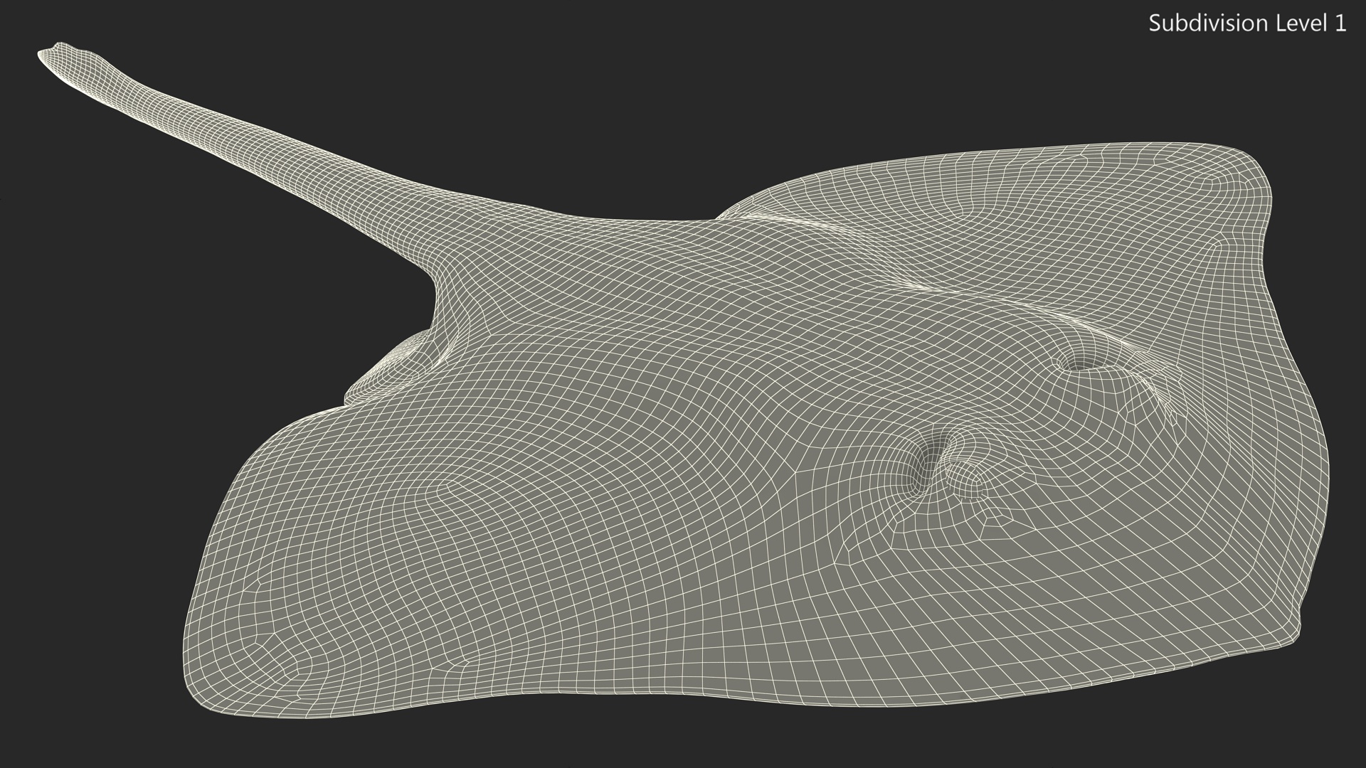 3D model Bathyraja Lindbergi White