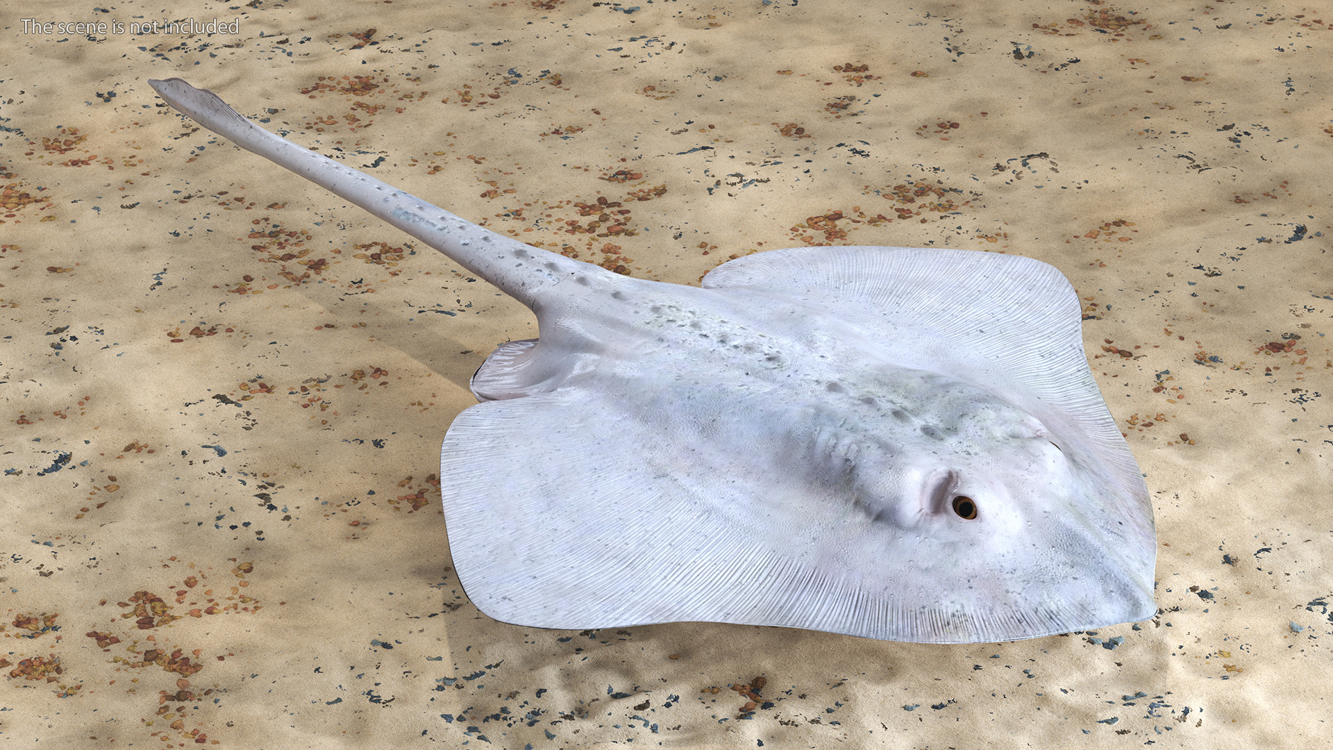 3D model Bathyraja Lindbergi White