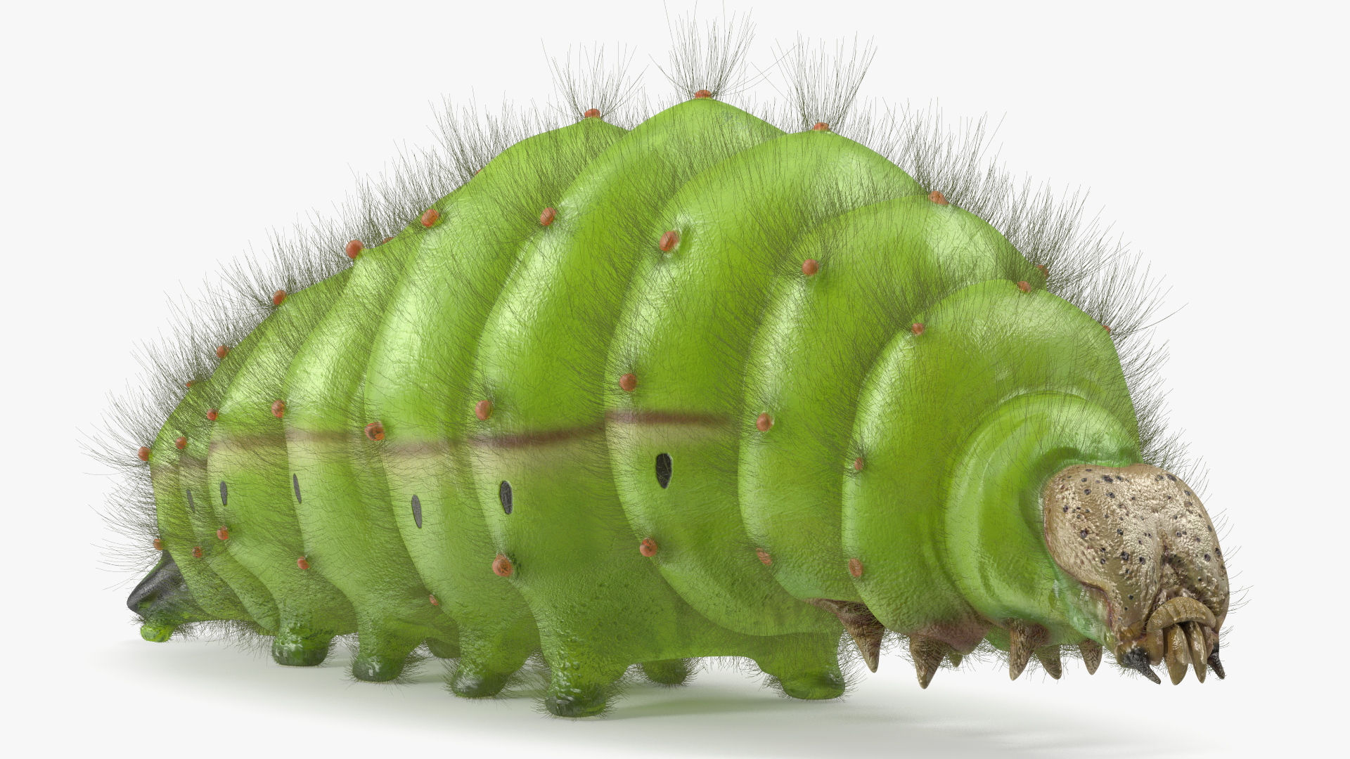 3D model Silkworm Green Fur Rigged