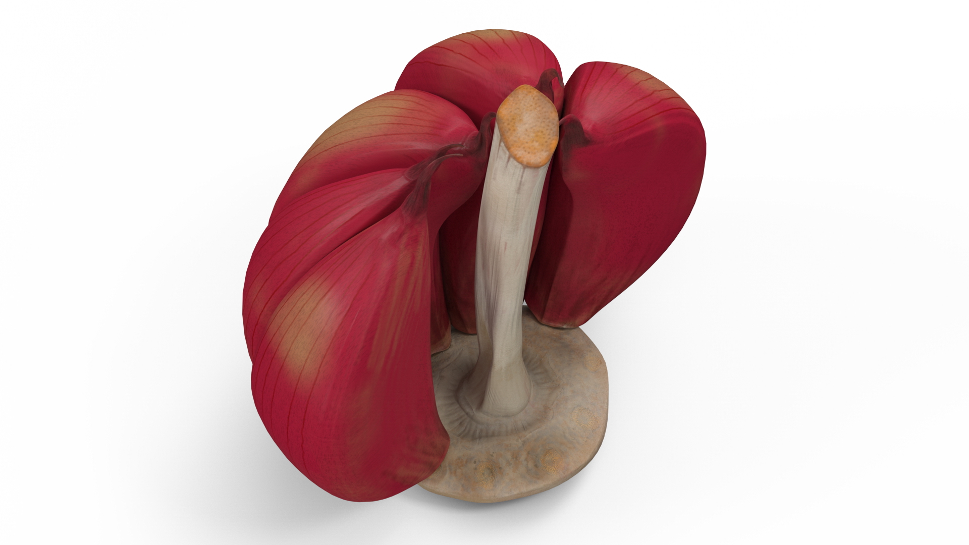 3D Half Head of Garlic Red model