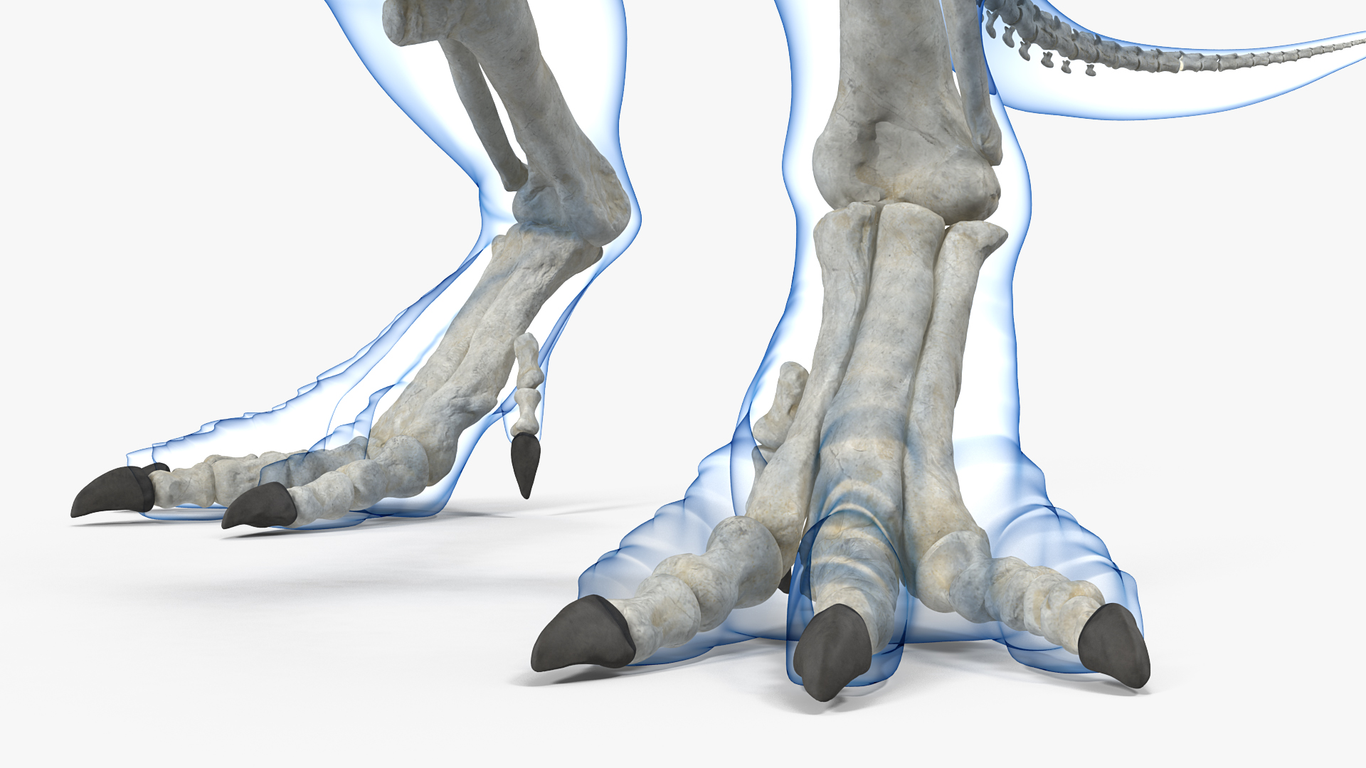 3D model Tyrannosaurus Rex Skeleton with Skin Standing Pose