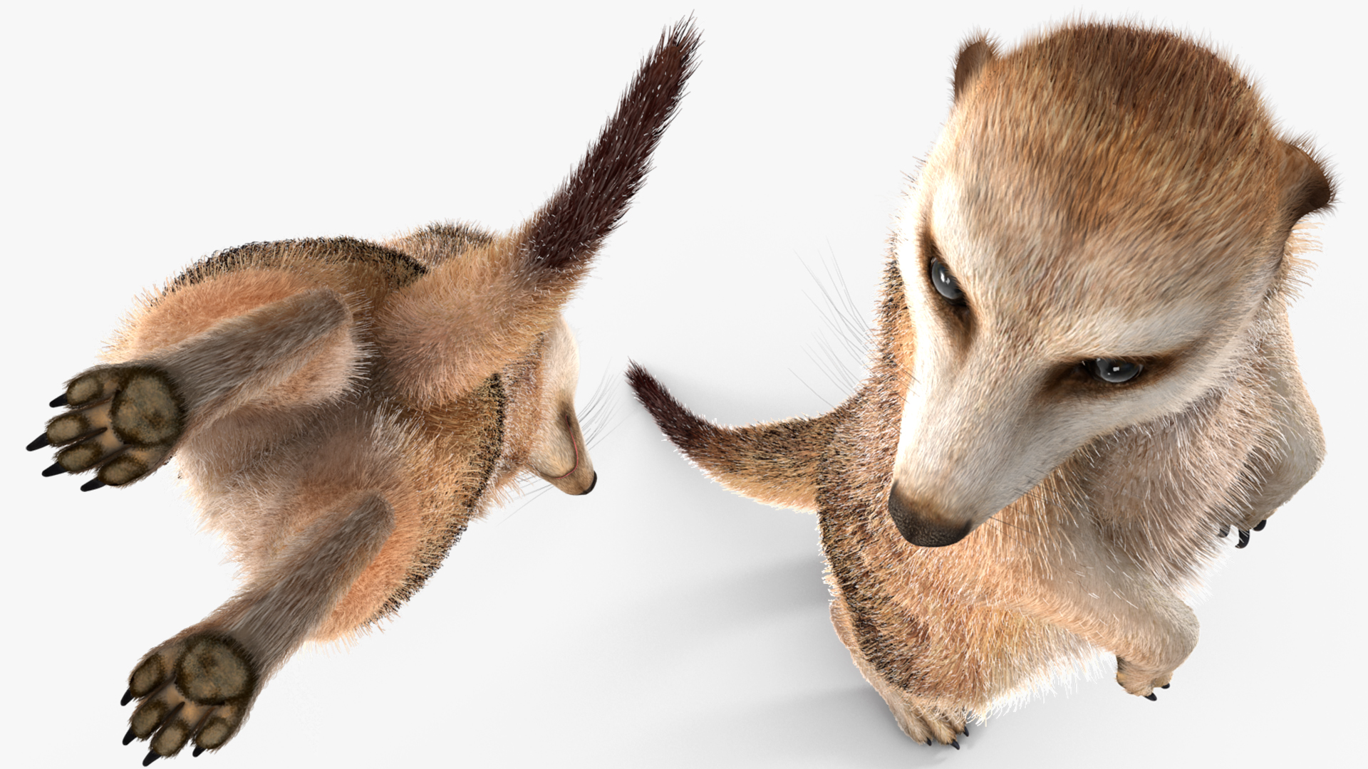 3D model Meerkat Standing Pose Fur