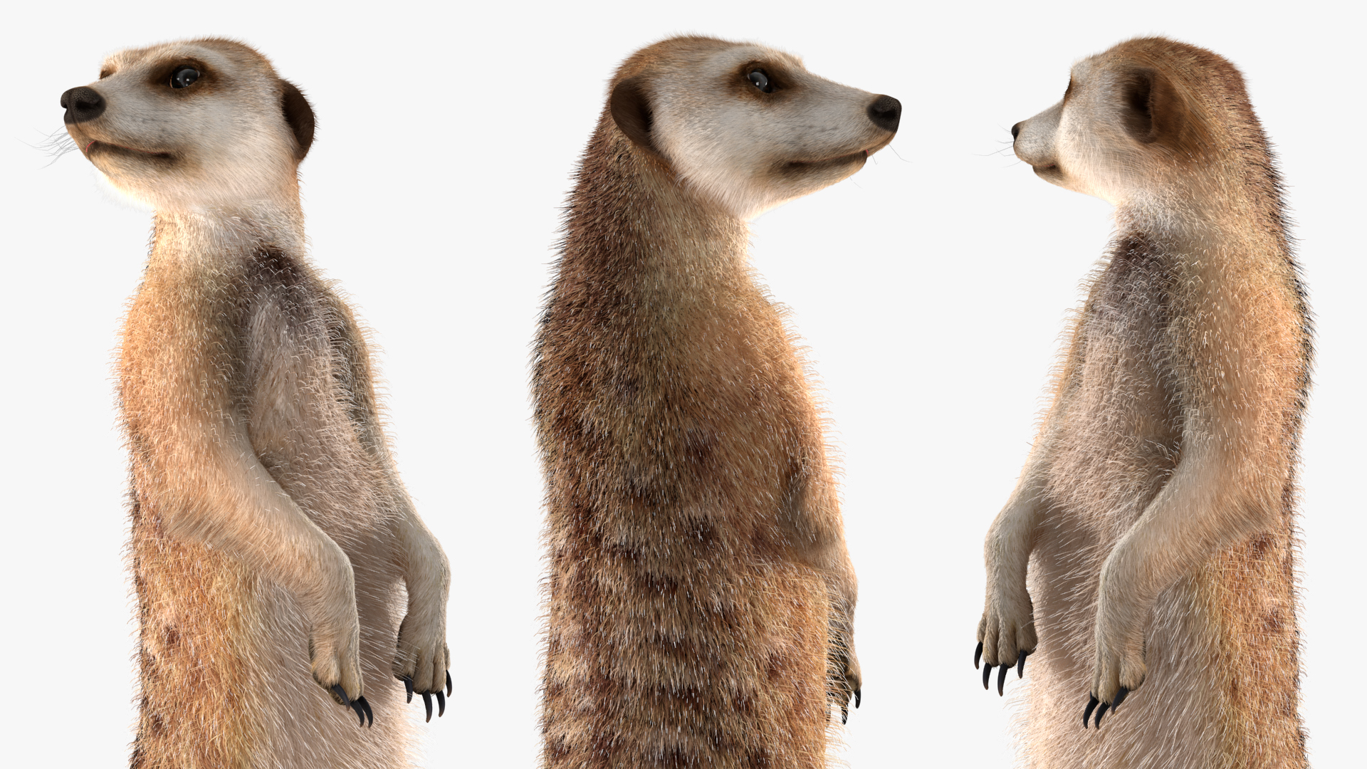 3D model Meerkat Standing Pose Fur