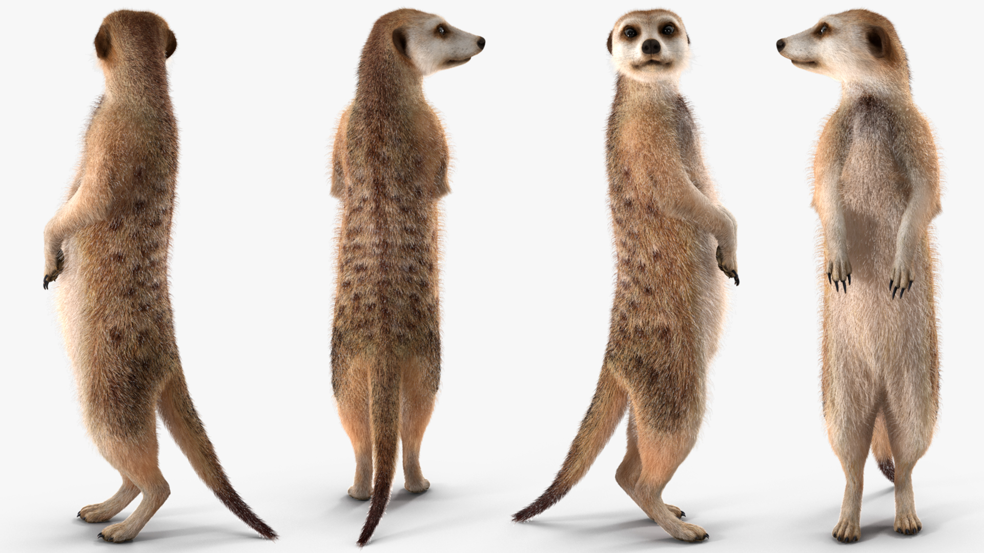 3D model Meerkat Standing Pose Fur