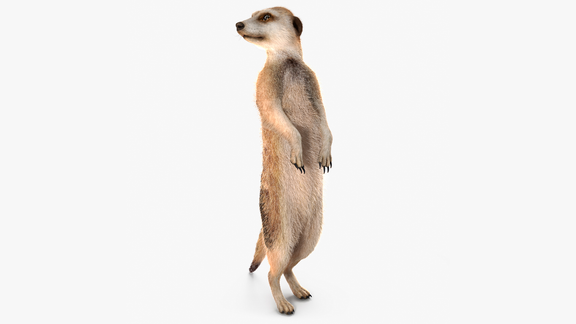 3D model Meerkat Standing Pose Fur