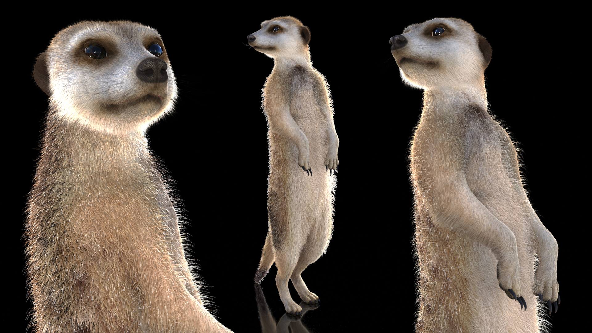 3D model Meerkat Standing Pose Fur