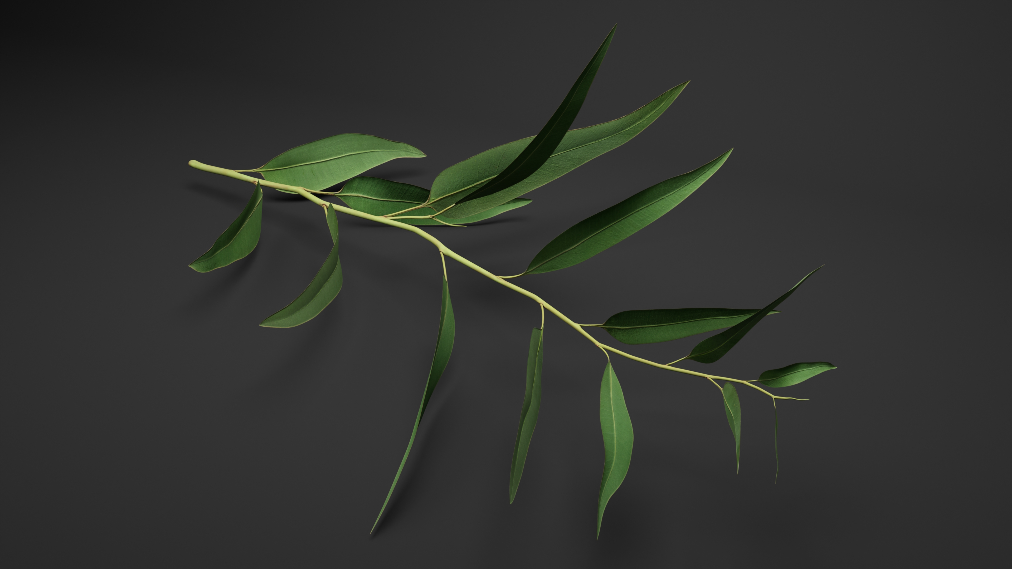 3D Fresh Eucalyptus Leaves on Stem