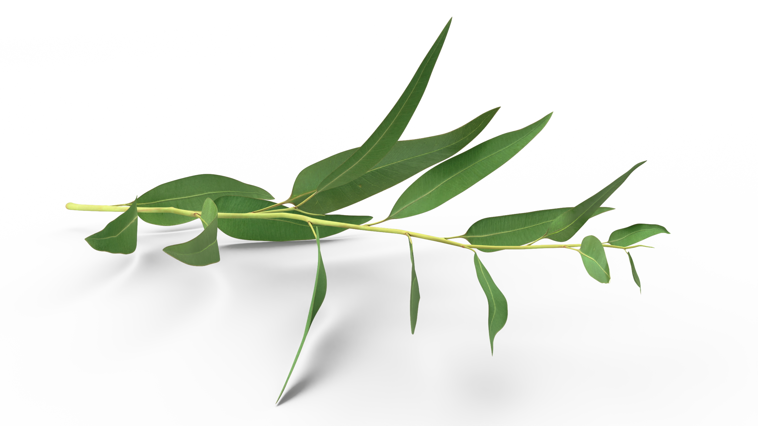 3D Fresh Eucalyptus Leaves on Stem