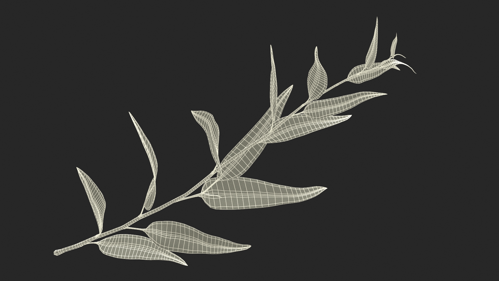 3D Fresh Eucalyptus Leaves on Stem