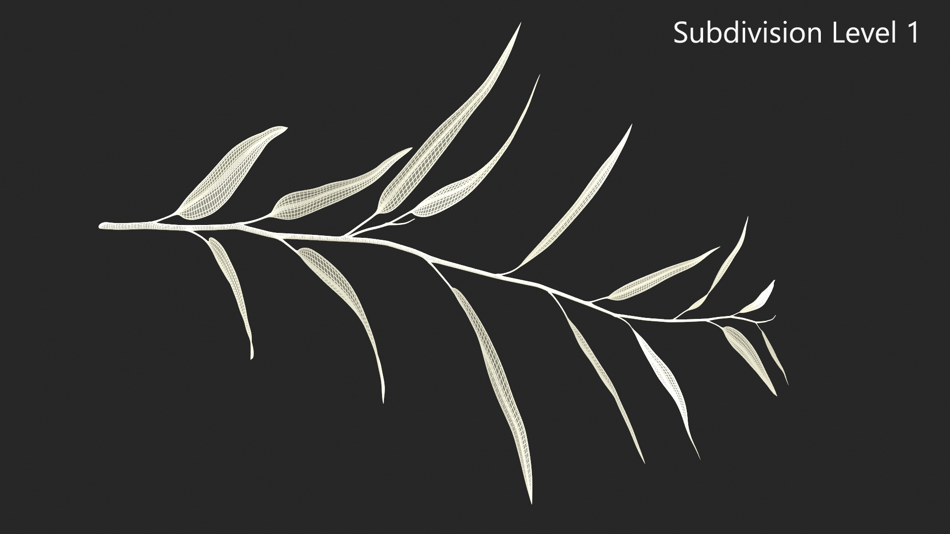 3D Fresh Eucalyptus Leaves on Stem
