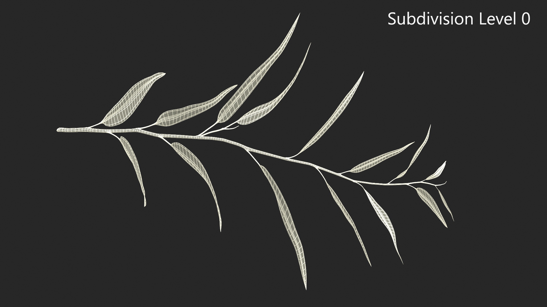3D Fresh Eucalyptus Leaves on Stem