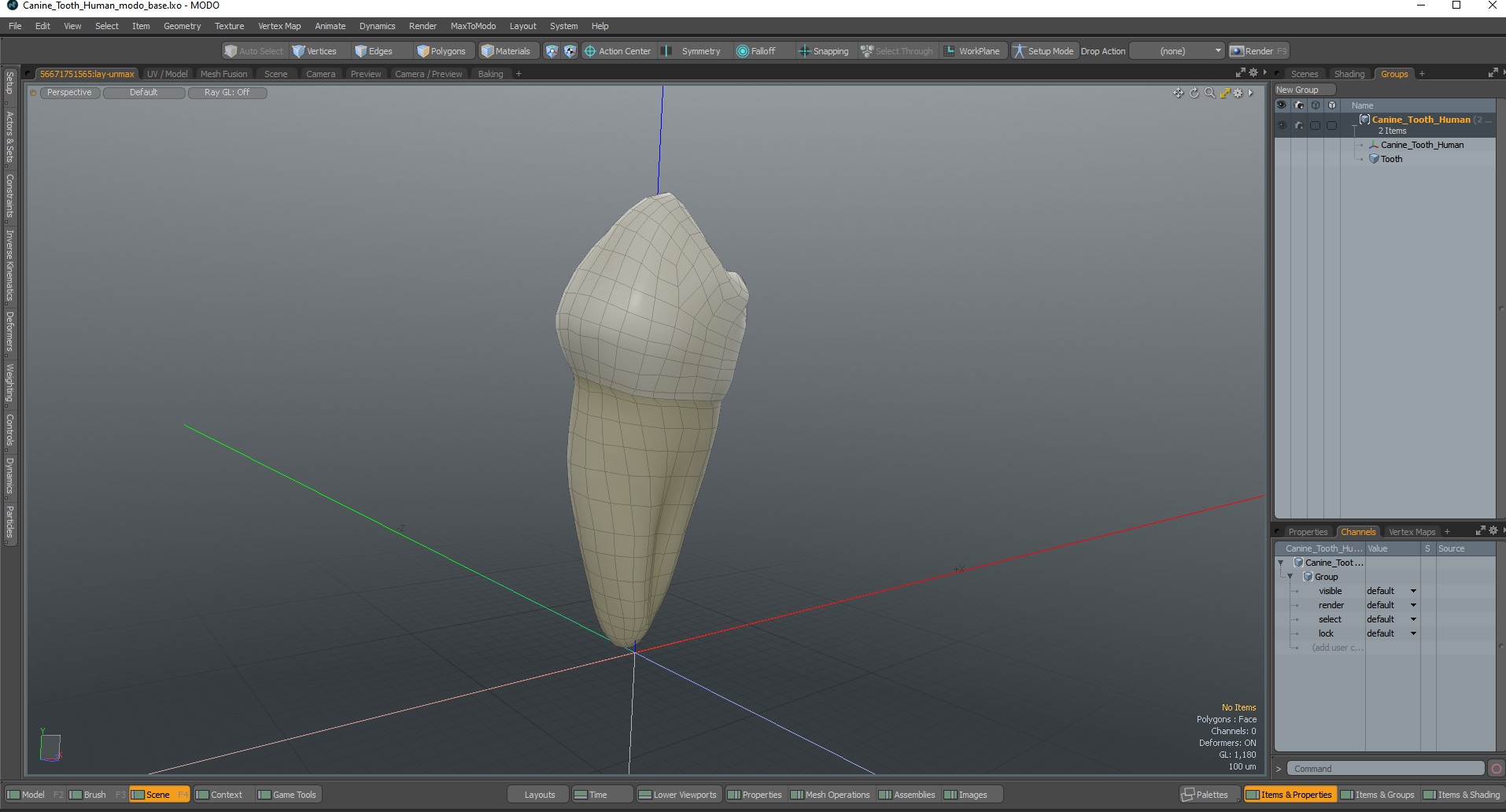 3D Canine Tooth Human model