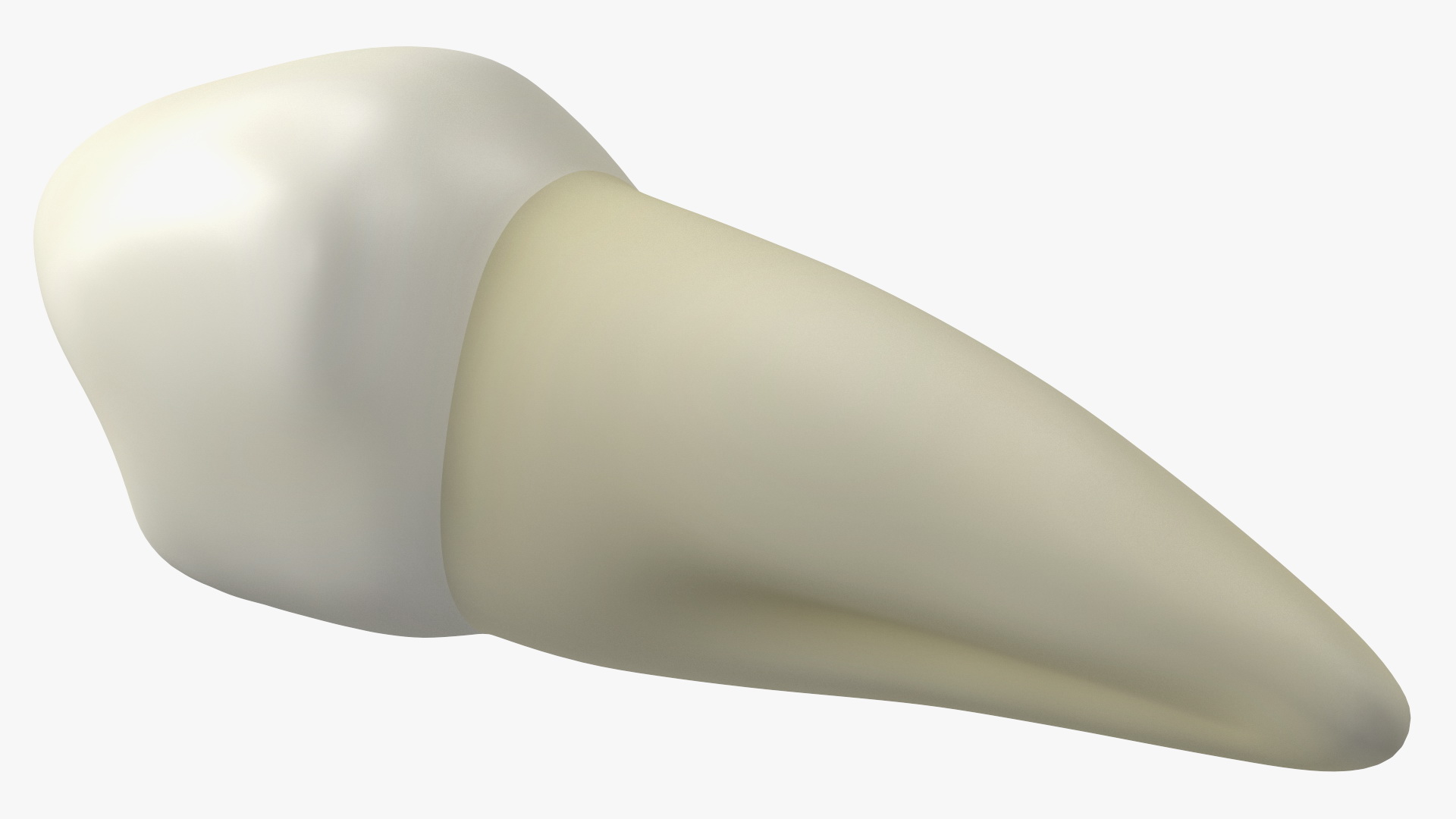 3D Canine Tooth Human model