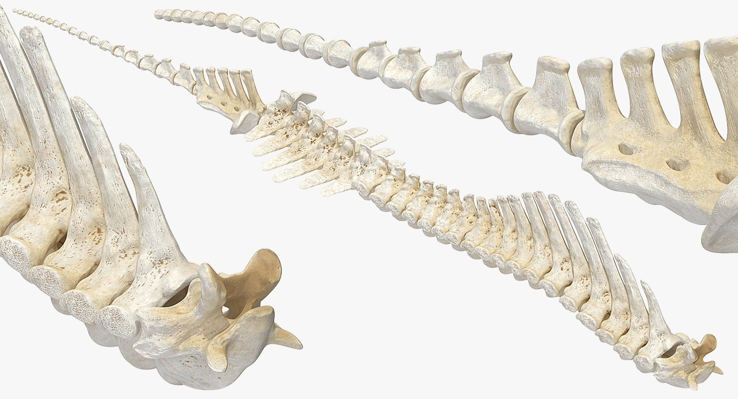 3D Animal Spine Vertebrae Bones model