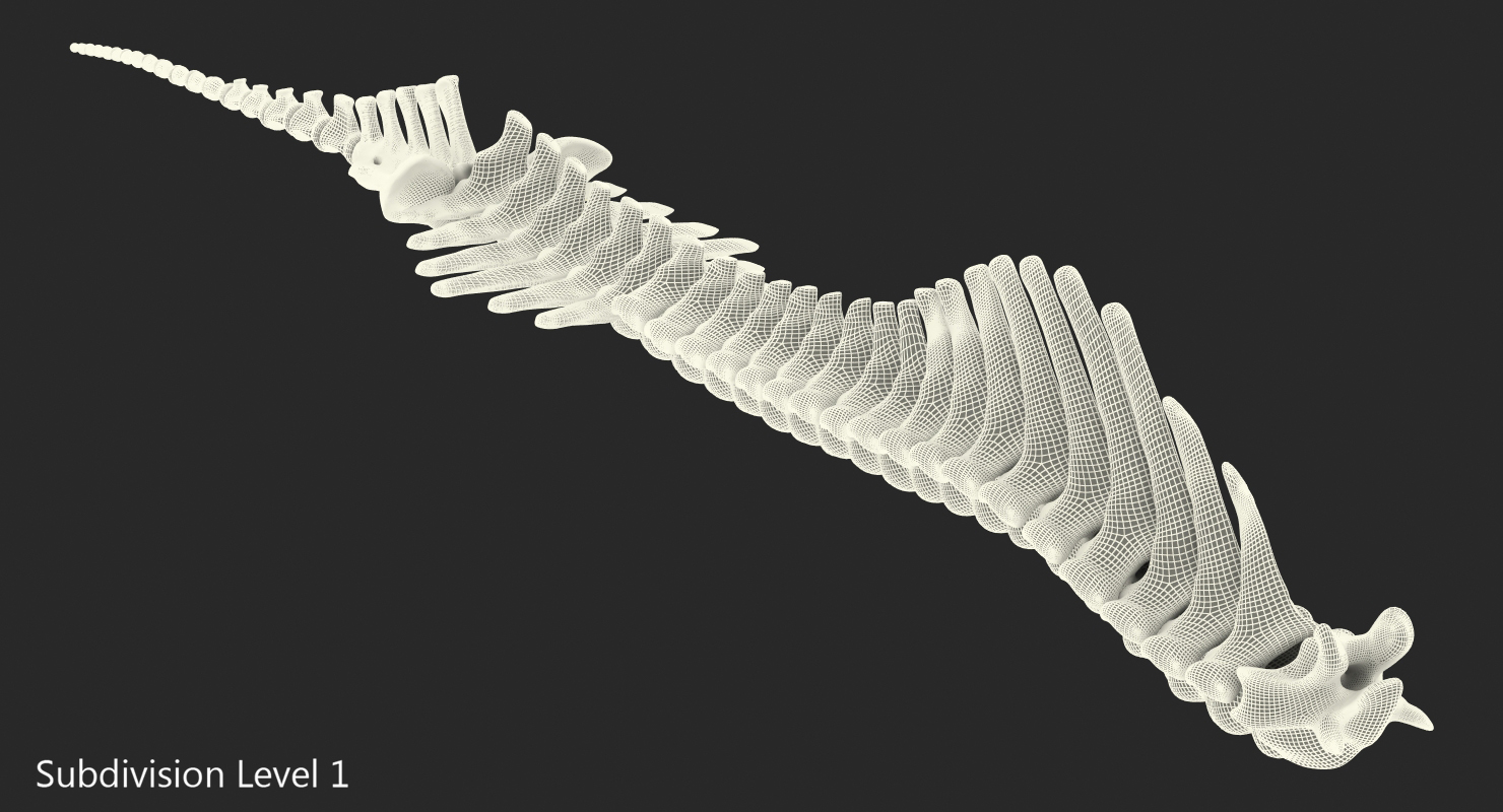 3D Animal Spine Vertebrae Bones model