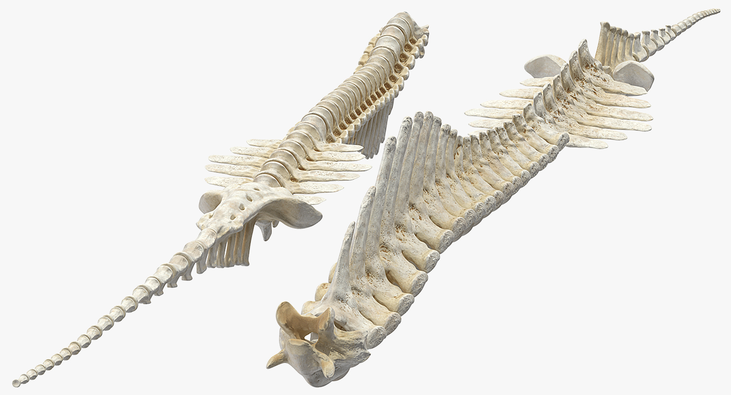 3D Animal Spine Vertebrae Bones model