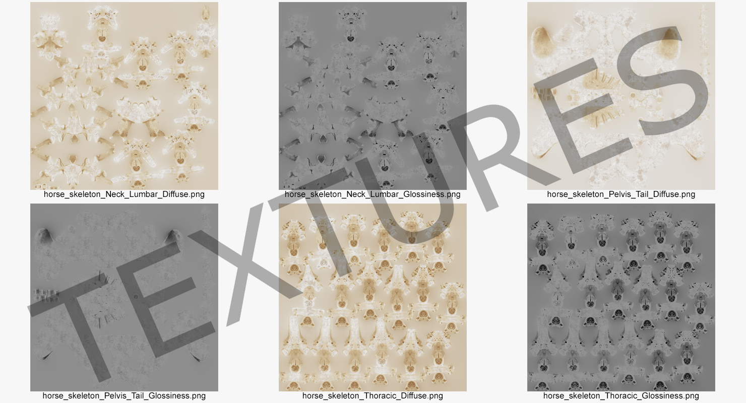3D Animal Spine Vertebrae Bones model