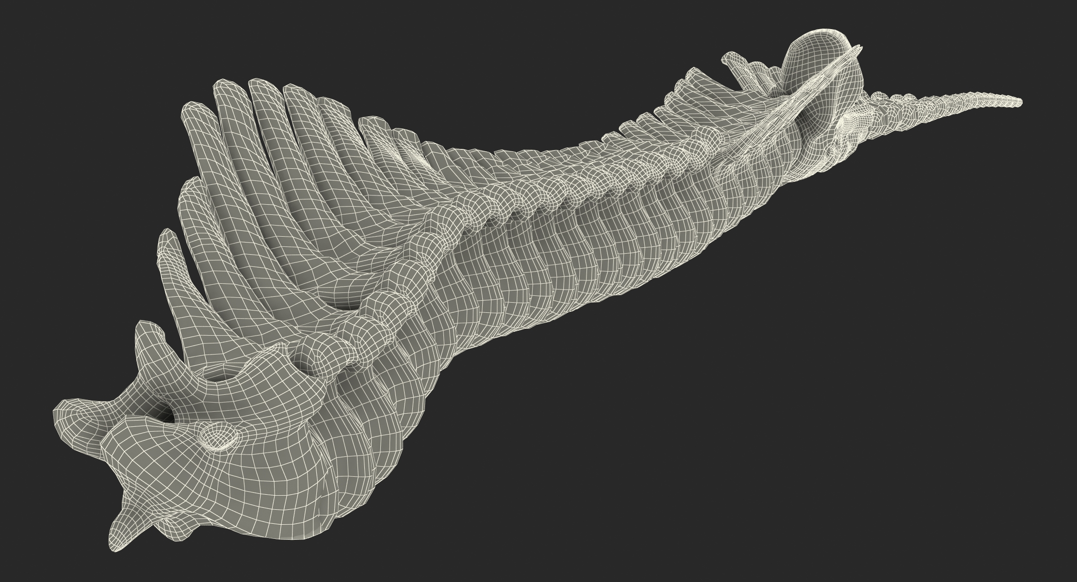 3D Animal Spine Vertebrae Bones model