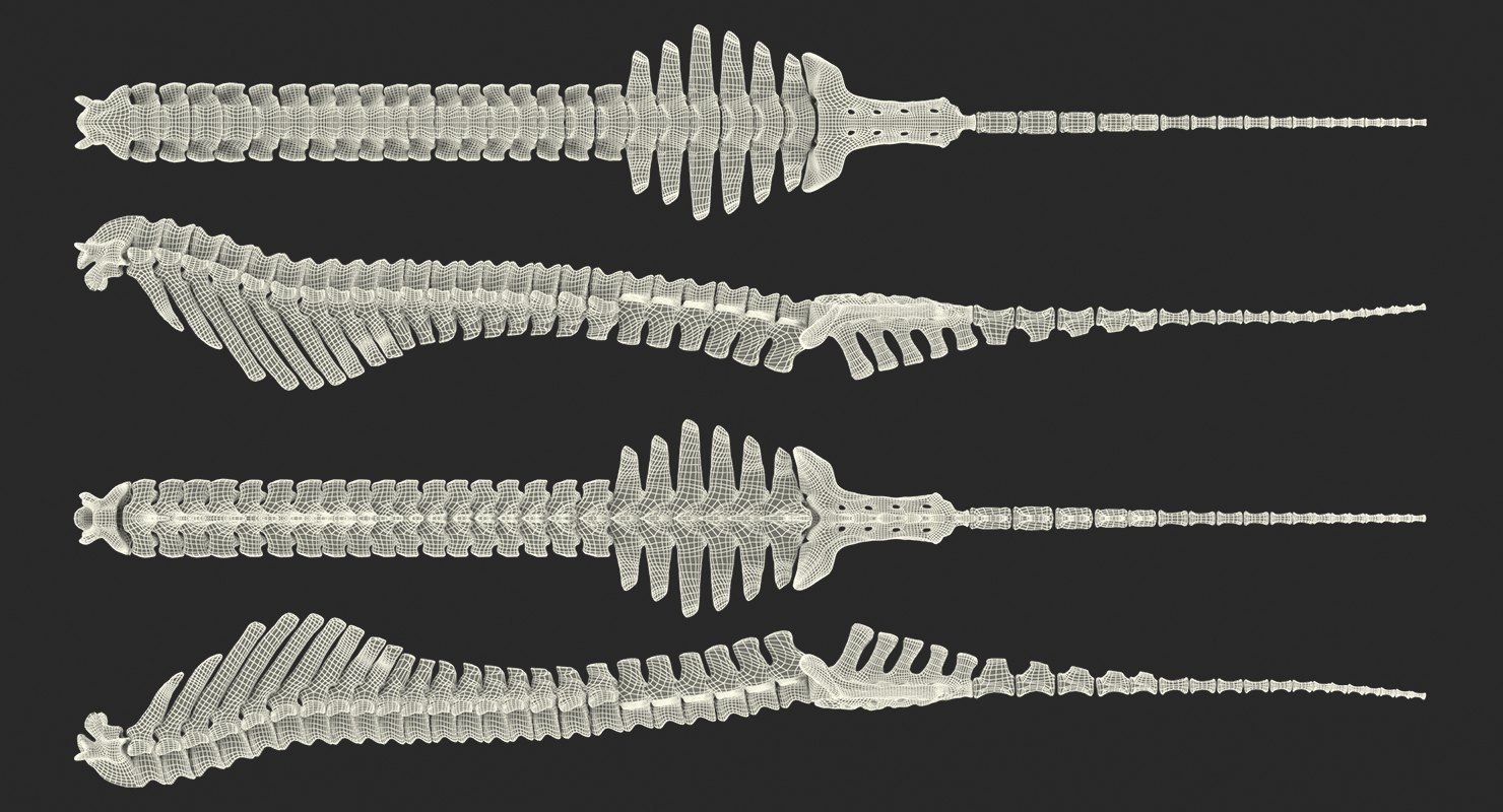 3D Animal Spine Vertebrae Bones model