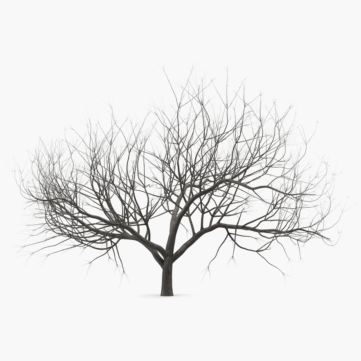 Small Winter Tree 3D Model