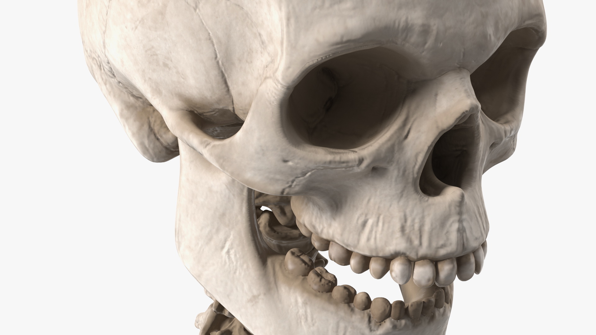 3D Human Skull