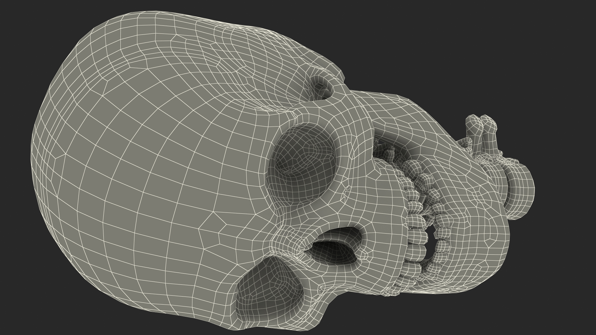 3D Human Skull