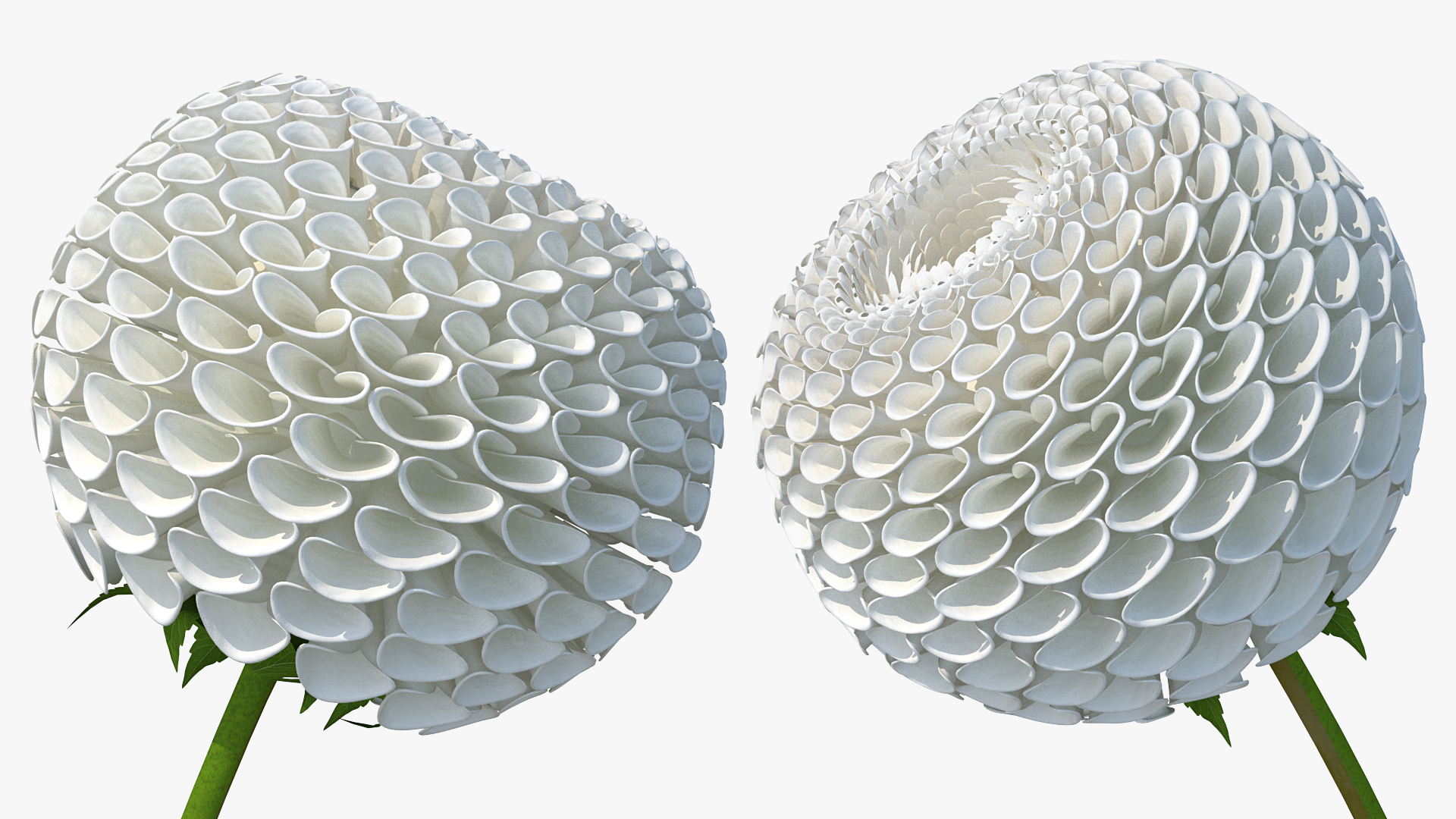 3D Dahlia Franz Kafka Pompon White