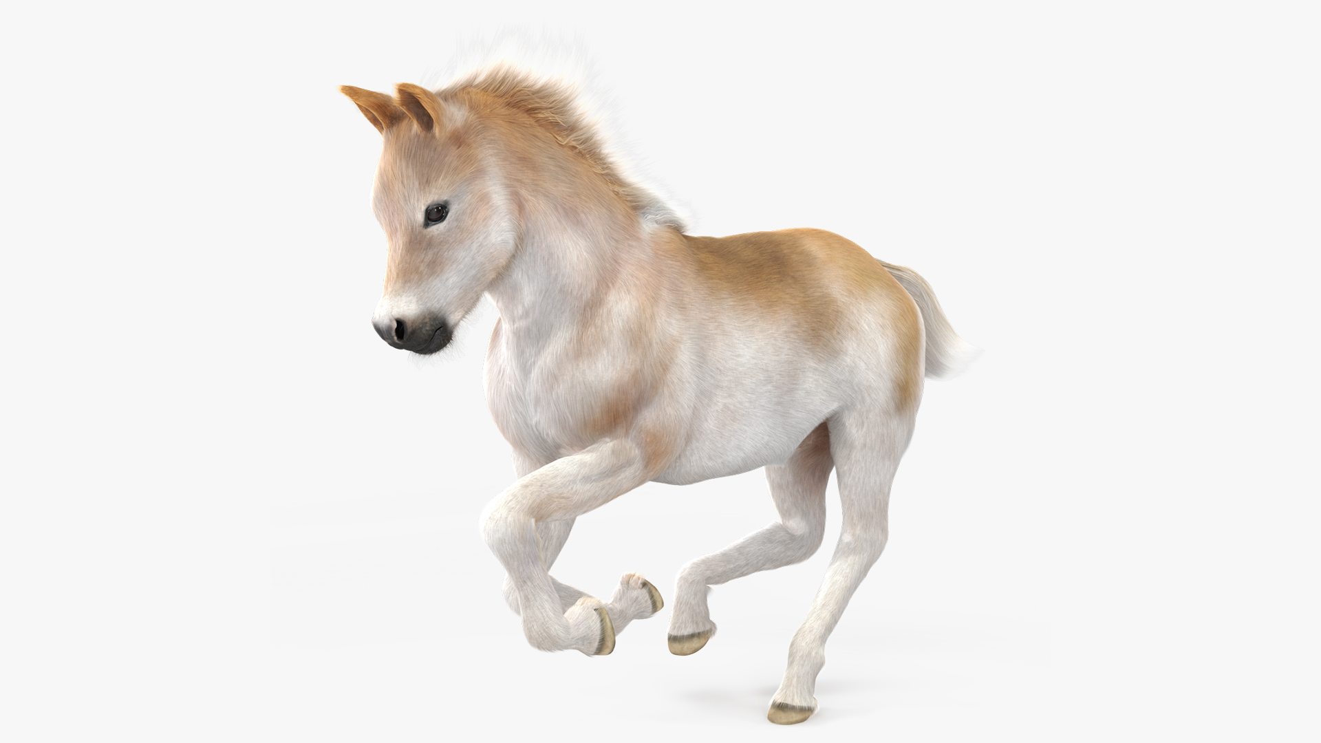 Galloping Shetland Pony Fur 3D