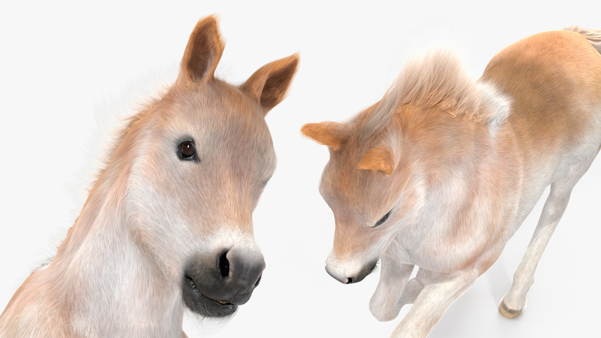 Galloping Shetland Pony Fur 3D