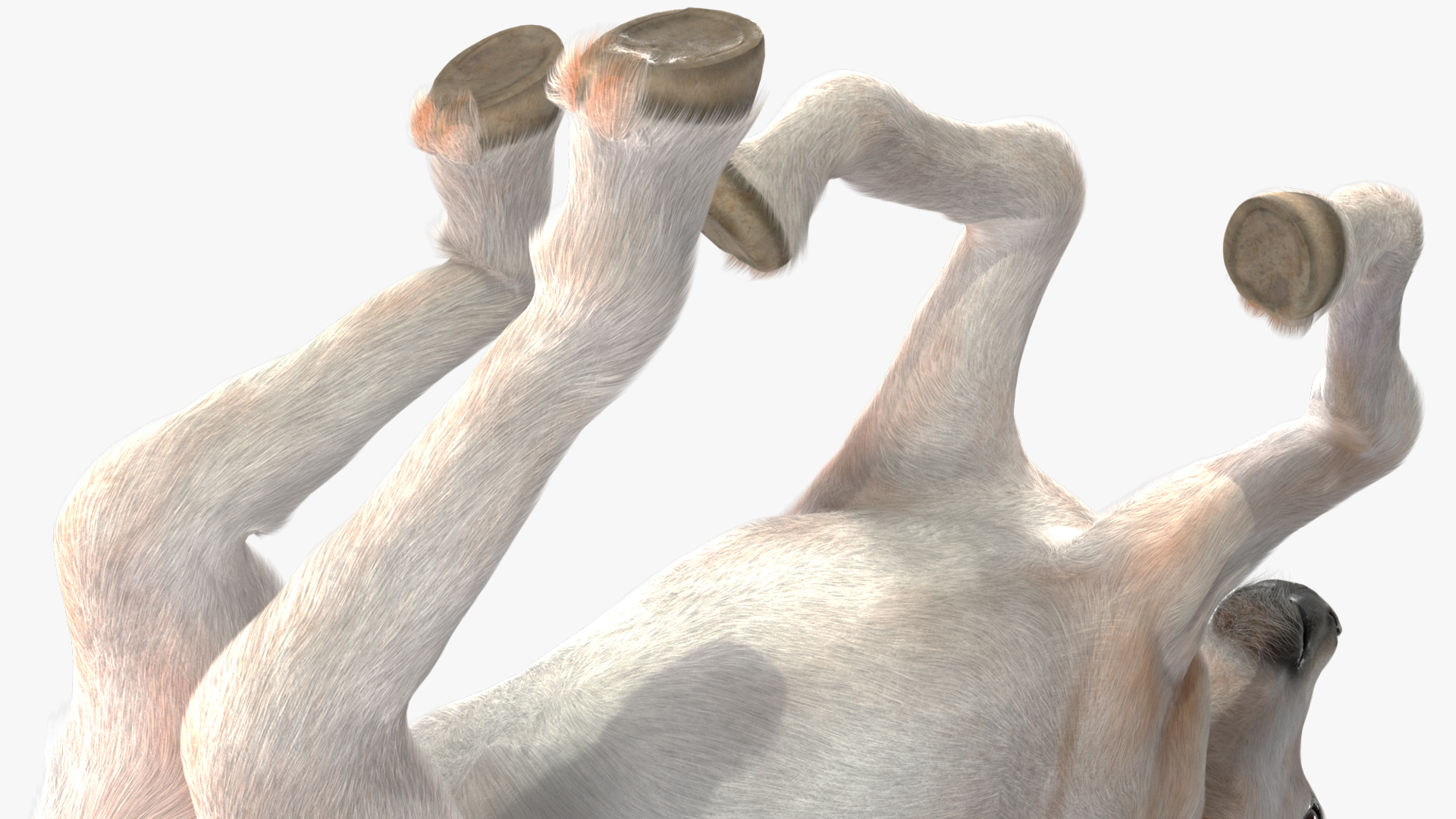 Galloping Shetland Pony Fur 3D