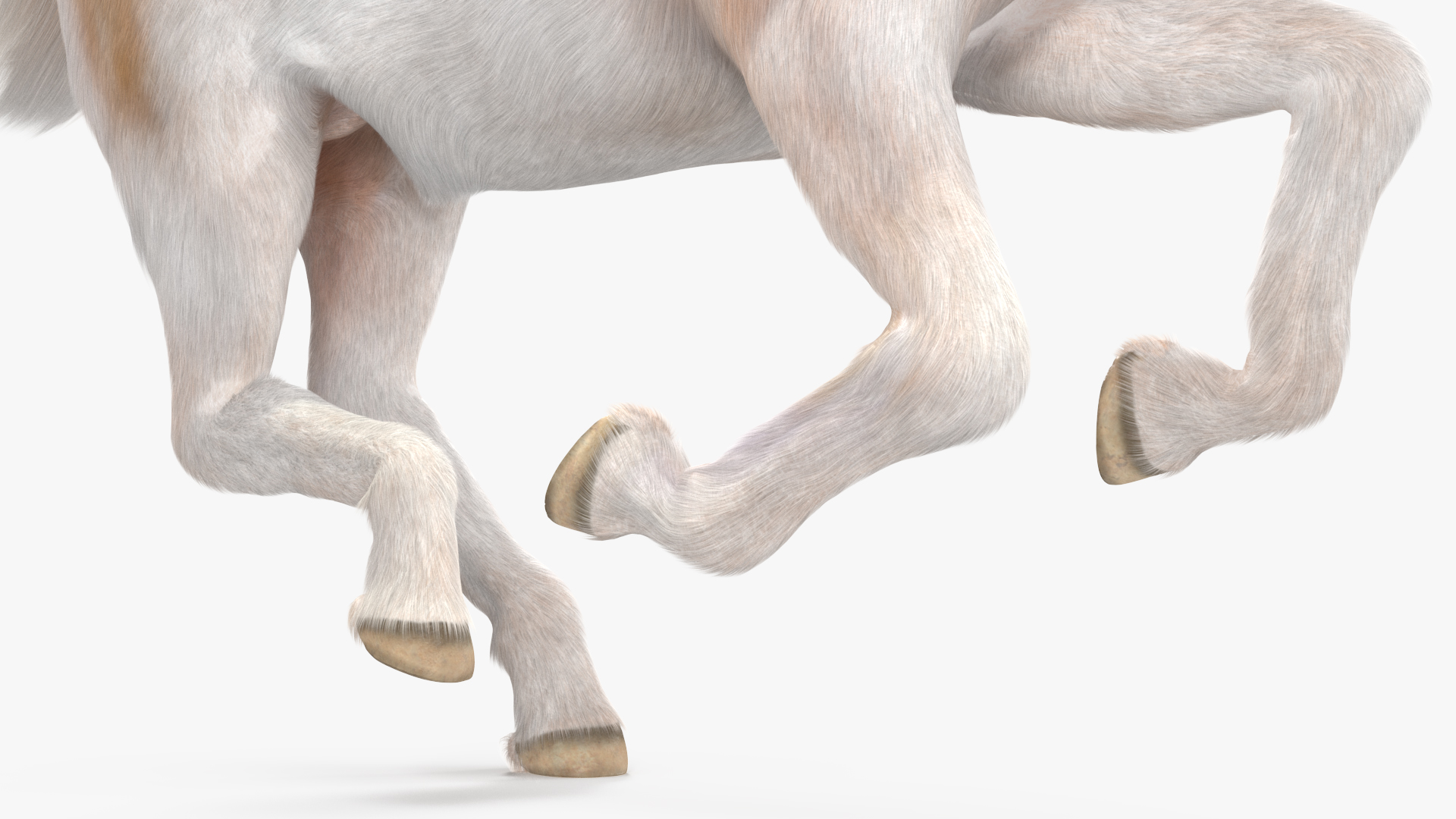 Galloping Shetland Pony Fur 3D