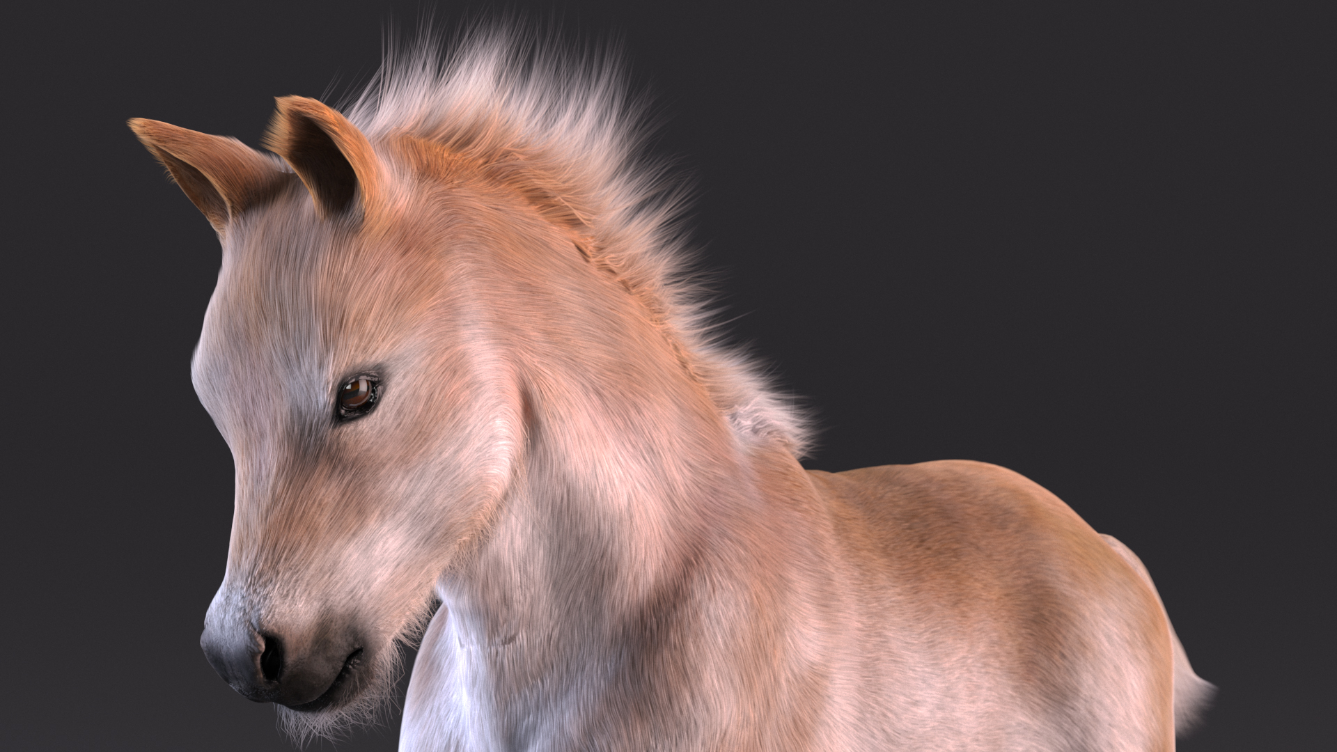 Galloping Shetland Pony Fur 3D